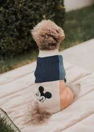 Disney x Maxbone Mickey Mouse Color Blocked Dog Jumper