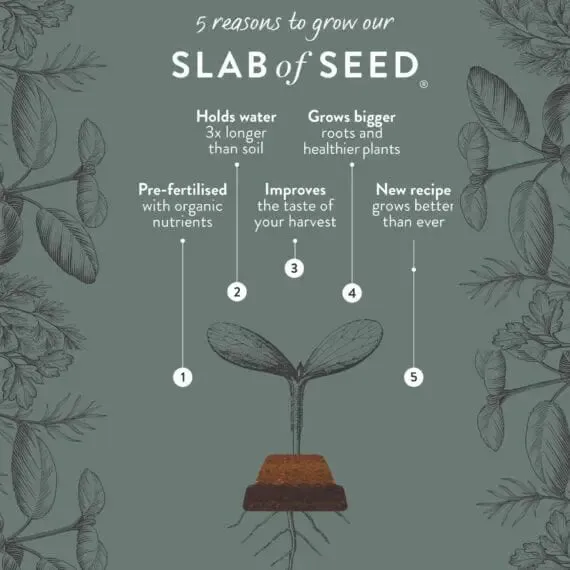 Slab of Seed - Pure Jelopeno