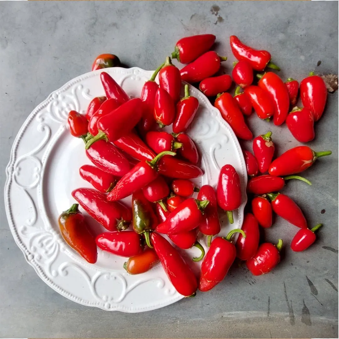 Slab of Seed - Pure Jelopeno
